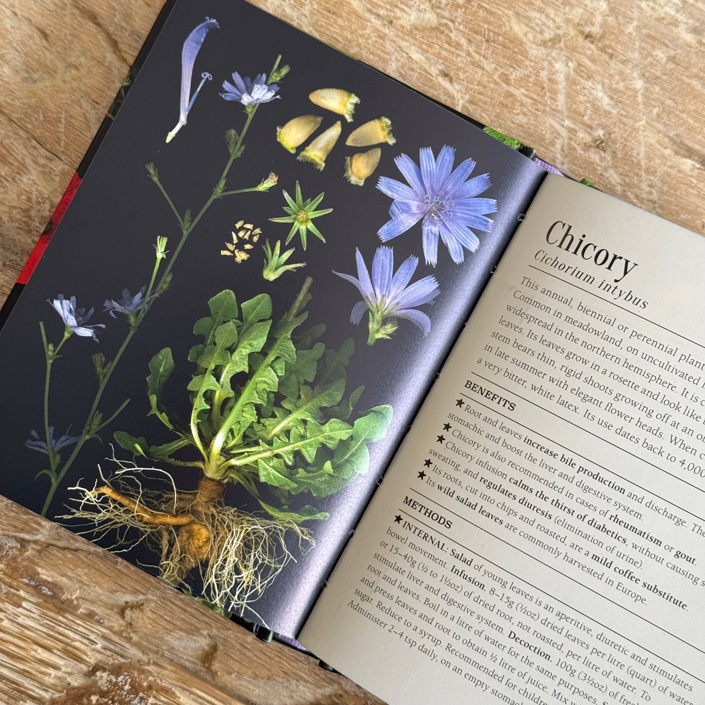 The Pocket Book of Plants That Heal