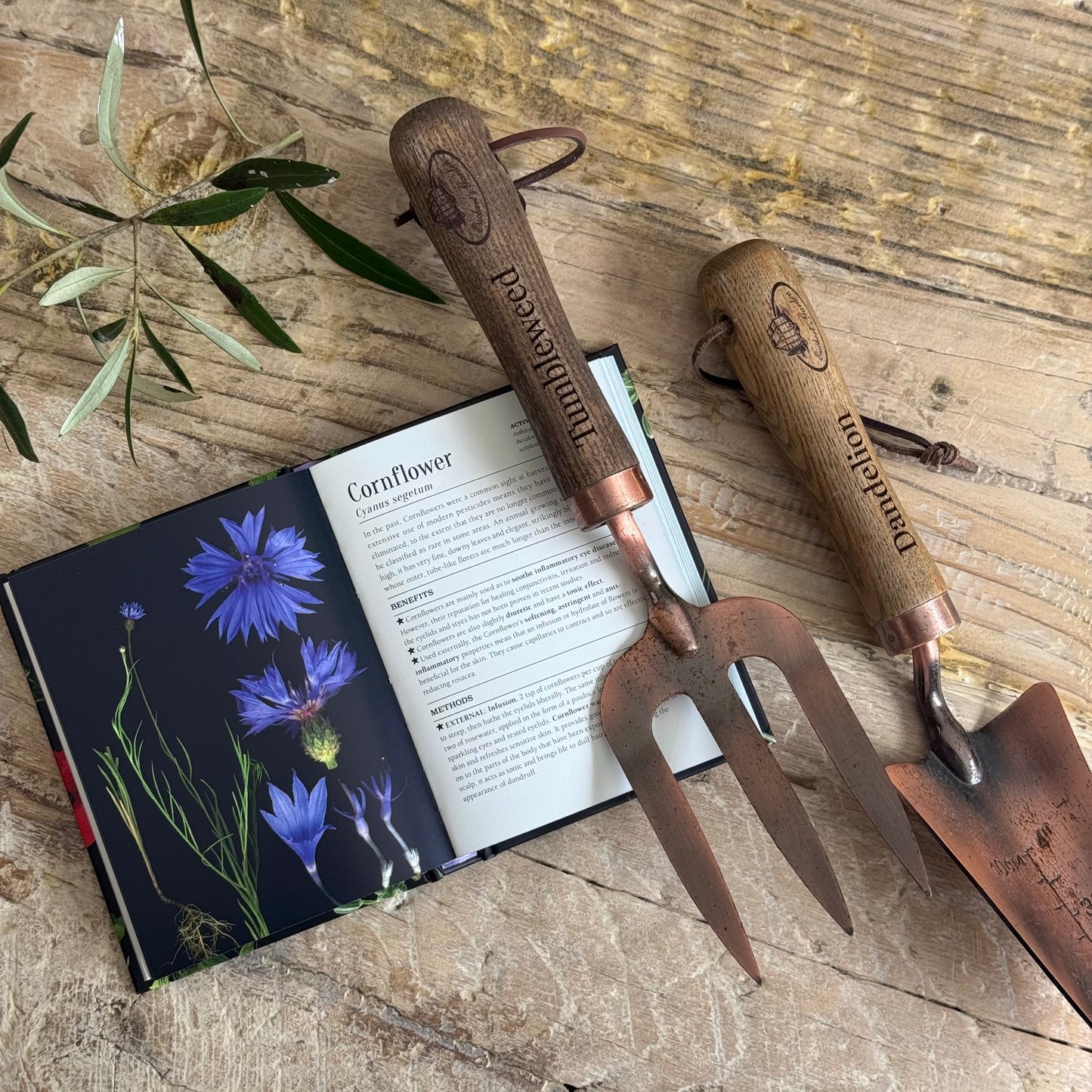 The Pocket Book of Plants That Heal