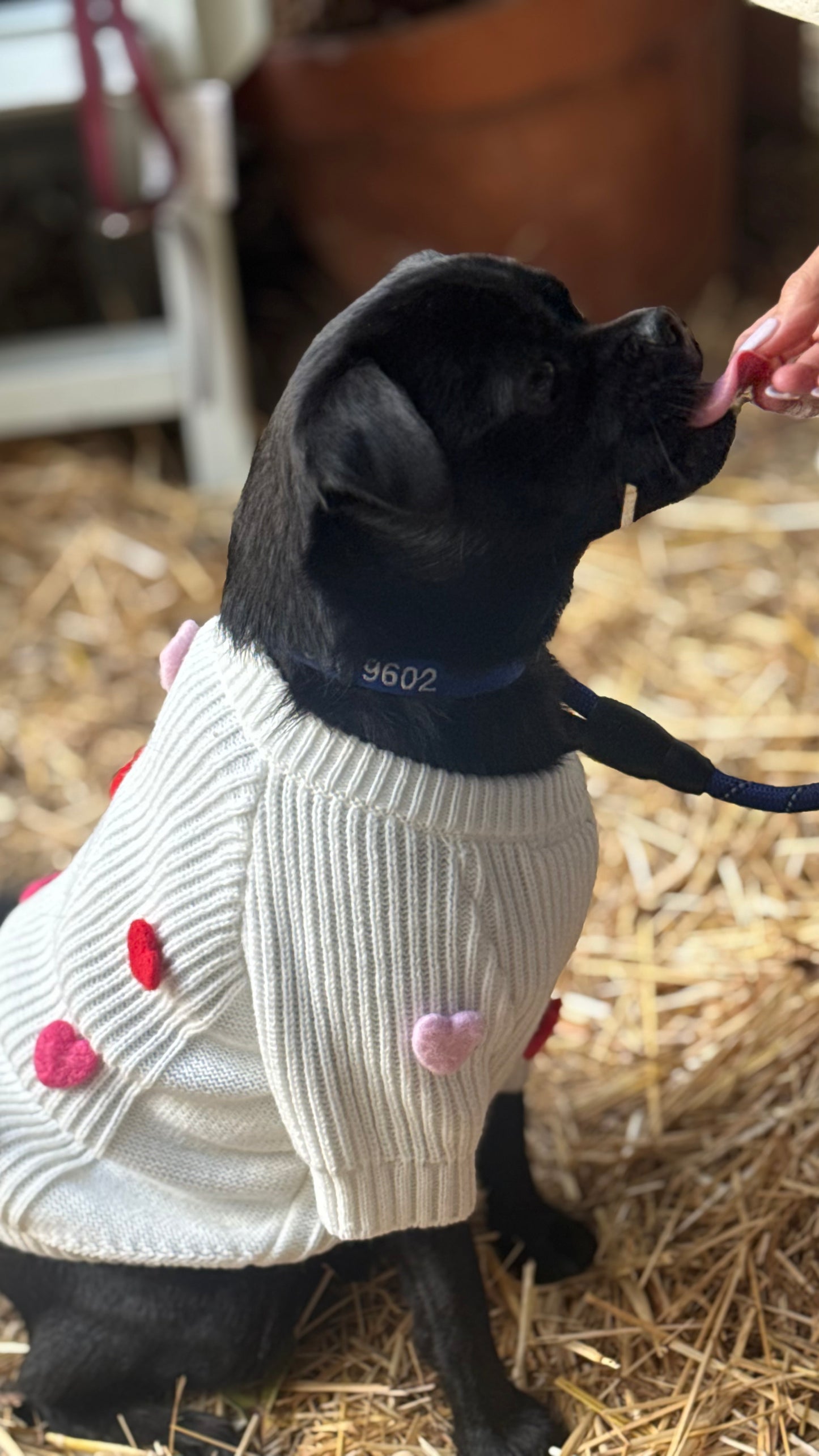 Pet Cream Heart Sweater