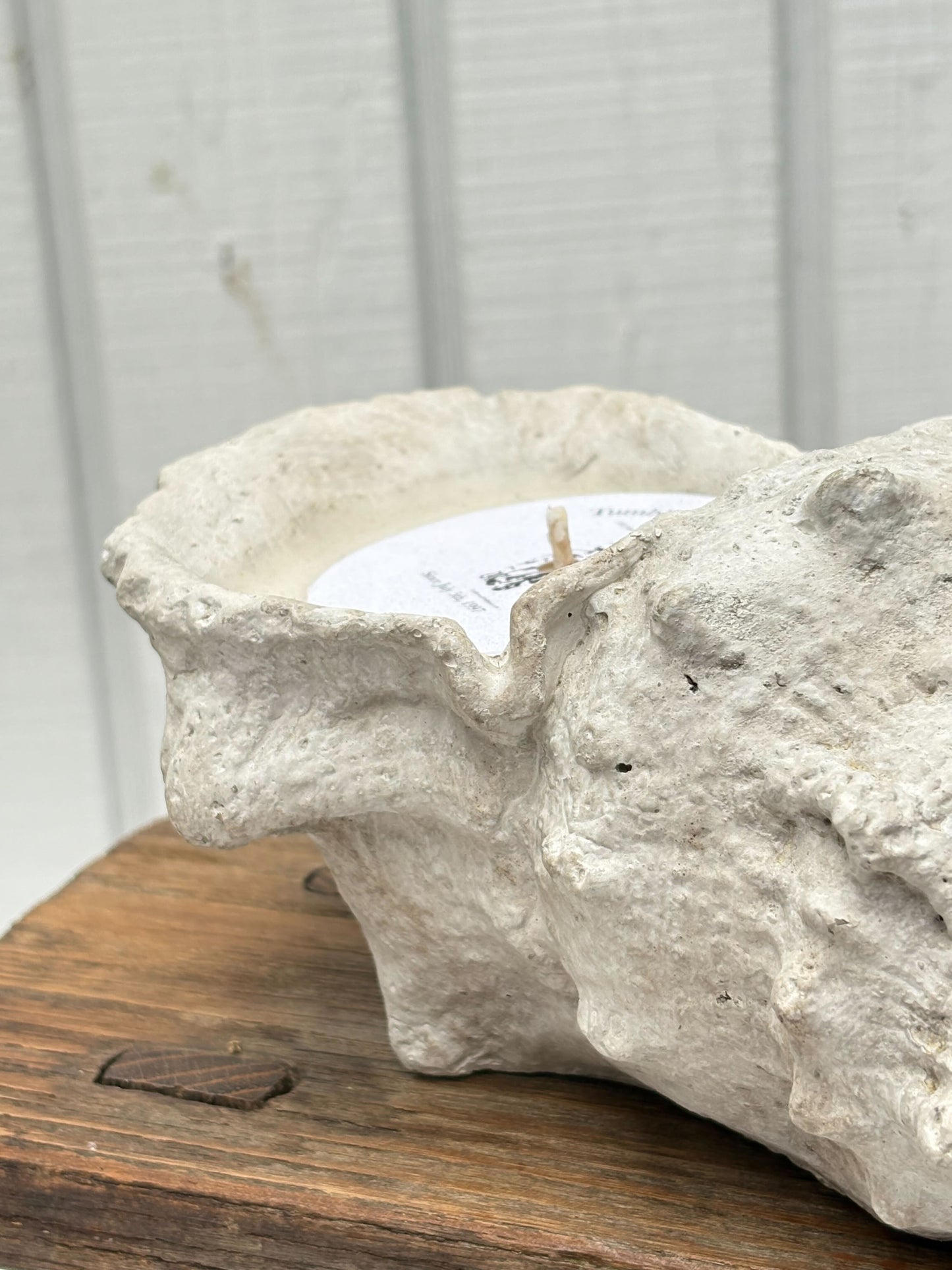 Concrete Shell Candle