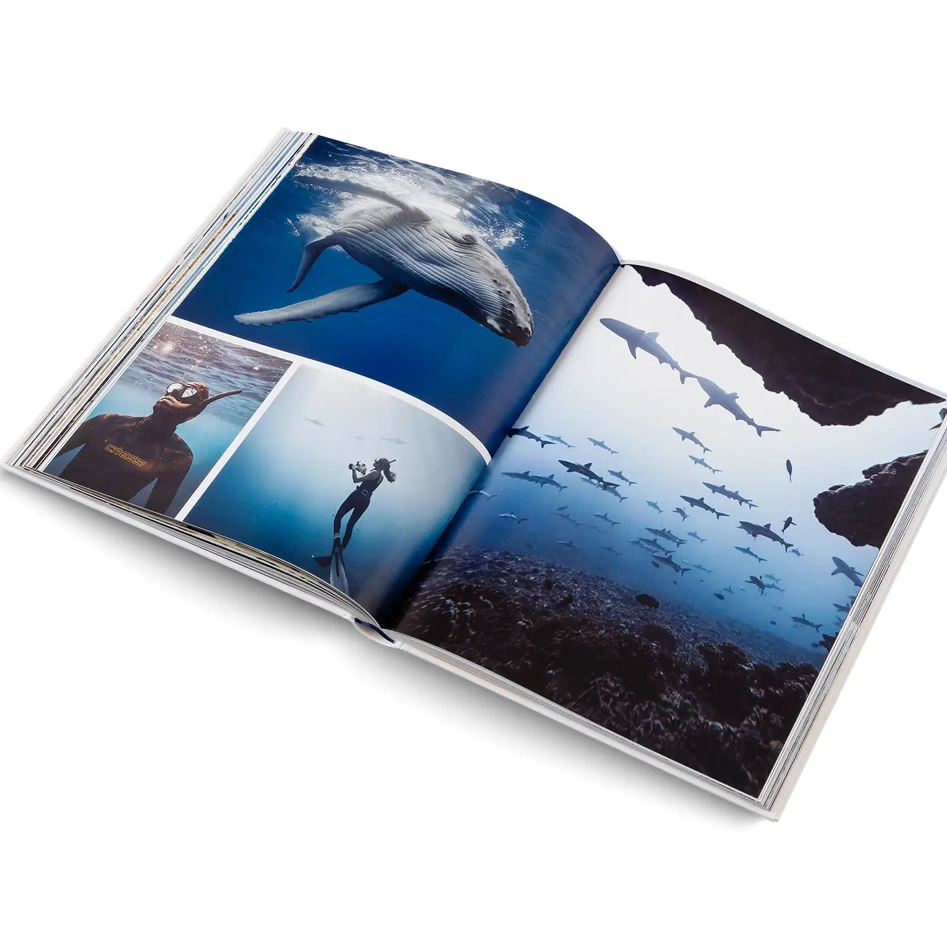 Open book showing underwater scenes with dolphins and a diver.