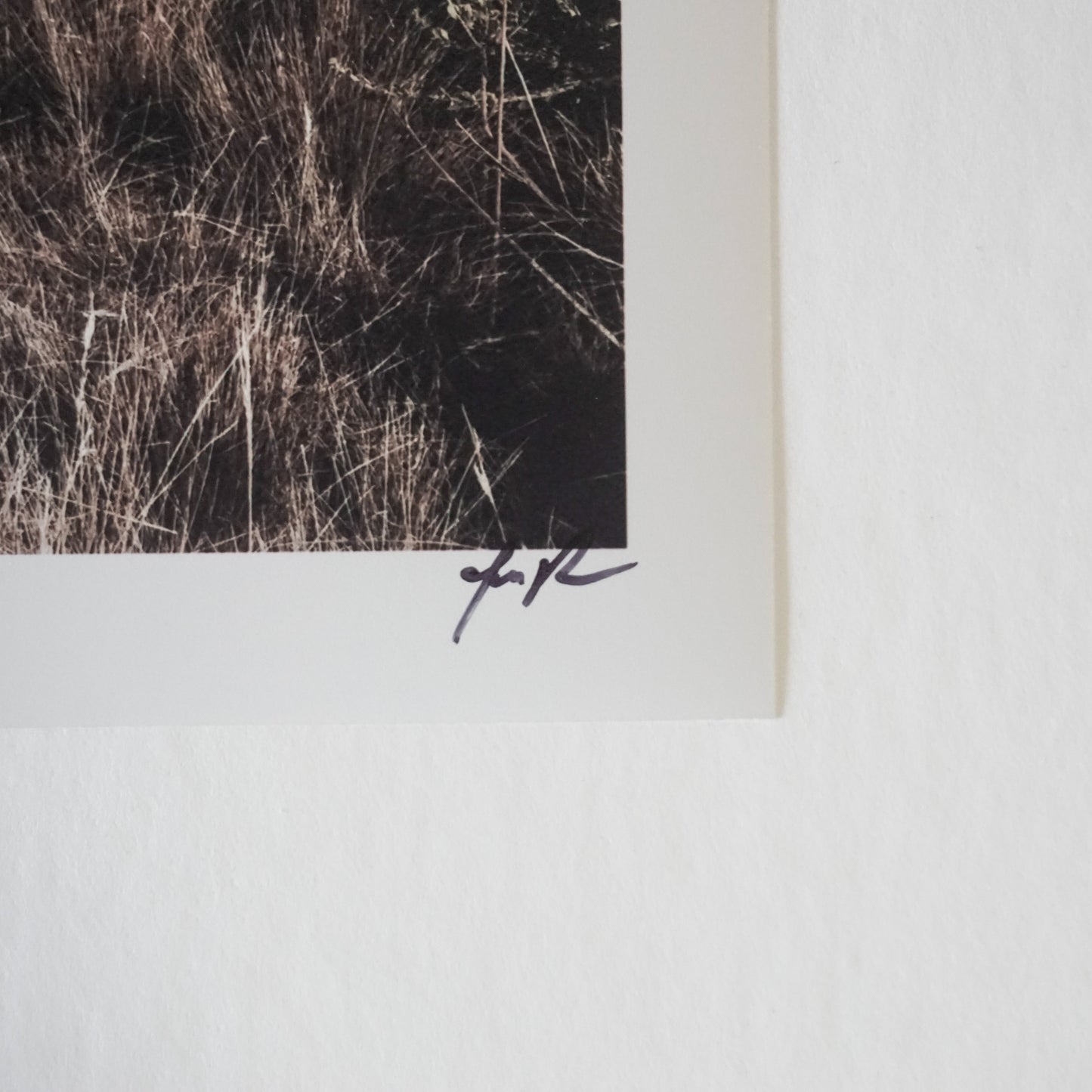 "White Horse" Original Jen Rosenstein Photography