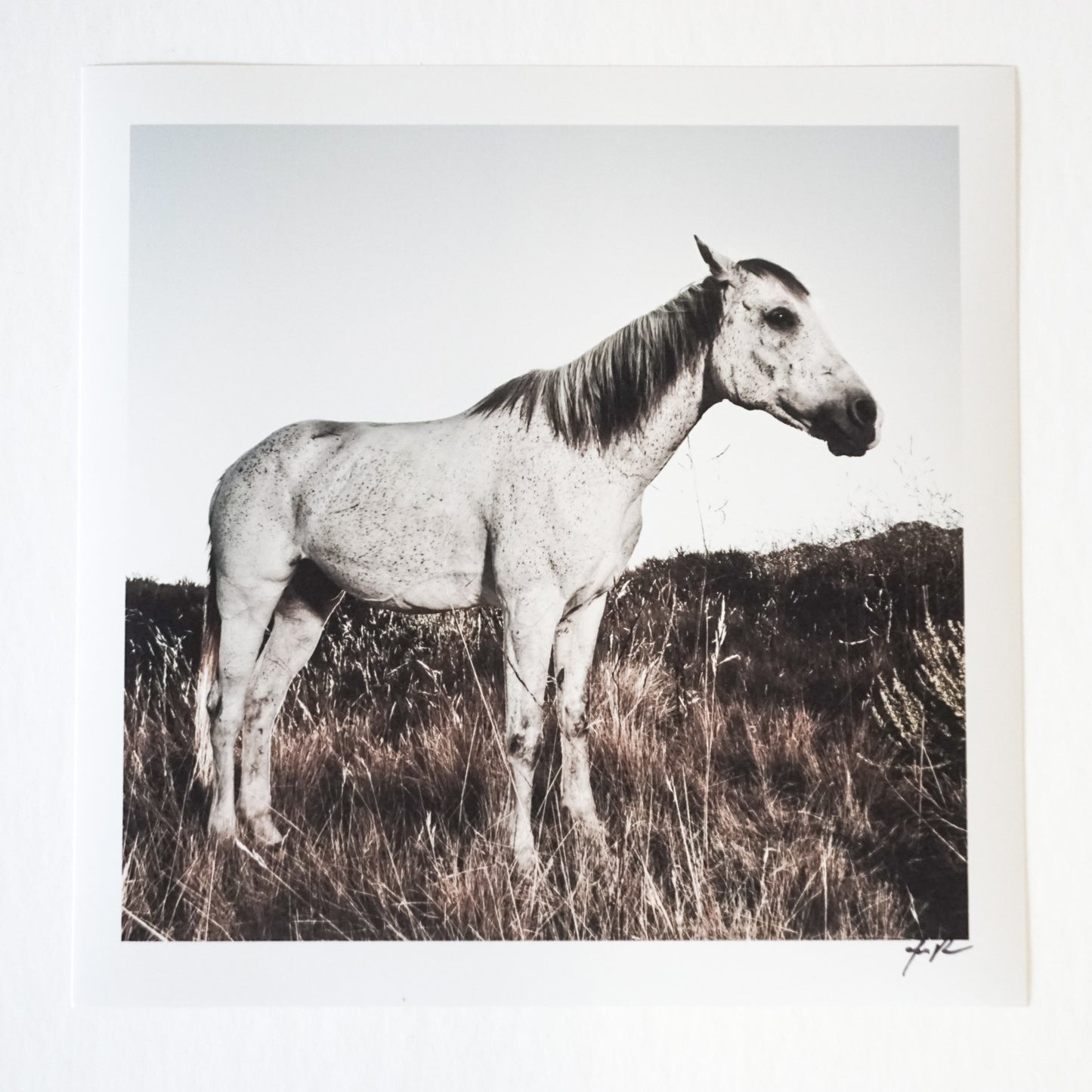 white horse standing in tall grass
