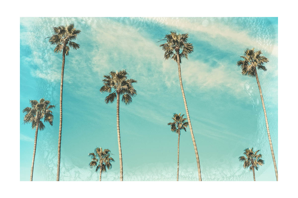 The Palms Photography Print