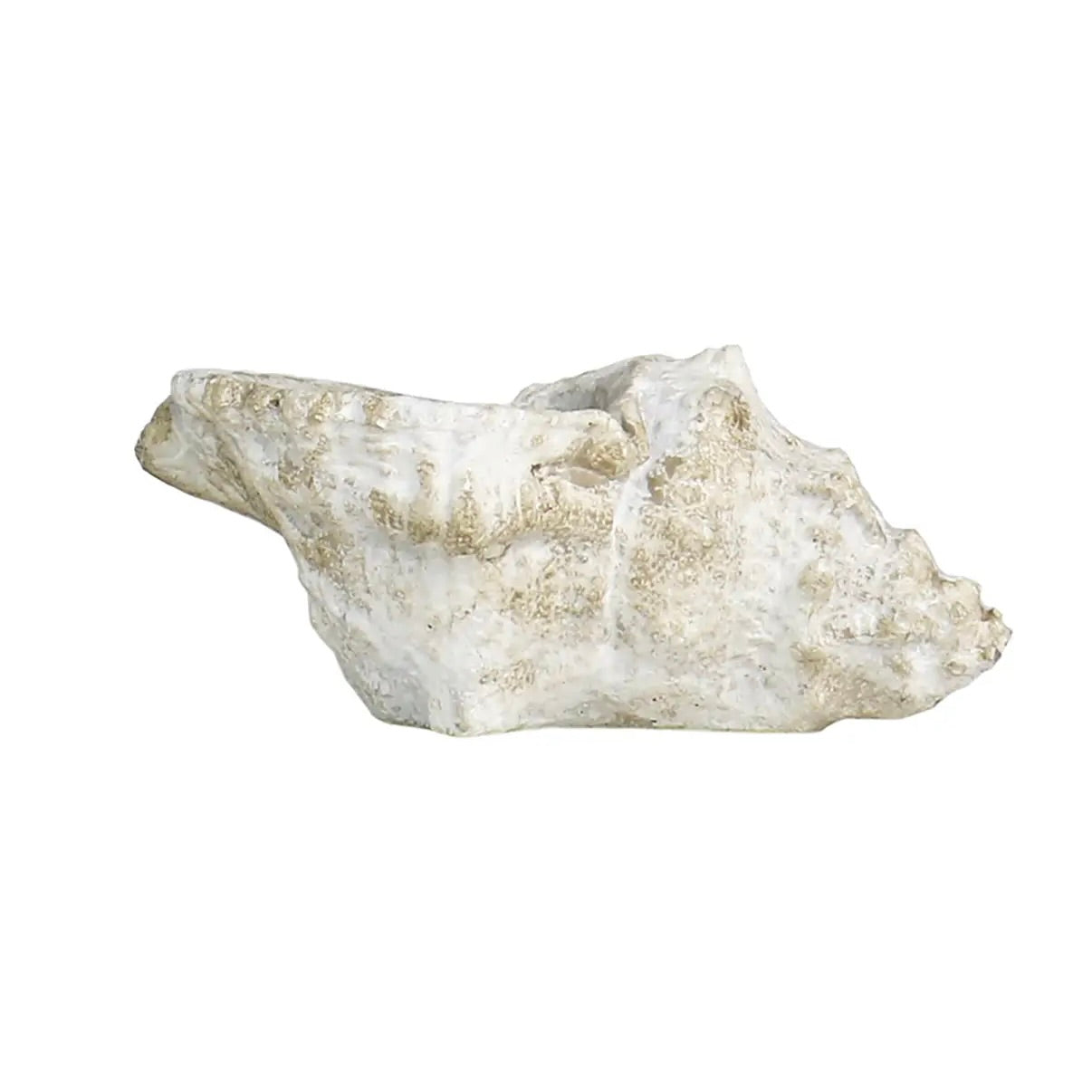 Concrete Conch Shell