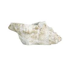 Load image into Gallery viewer, Concrete Conch Shell