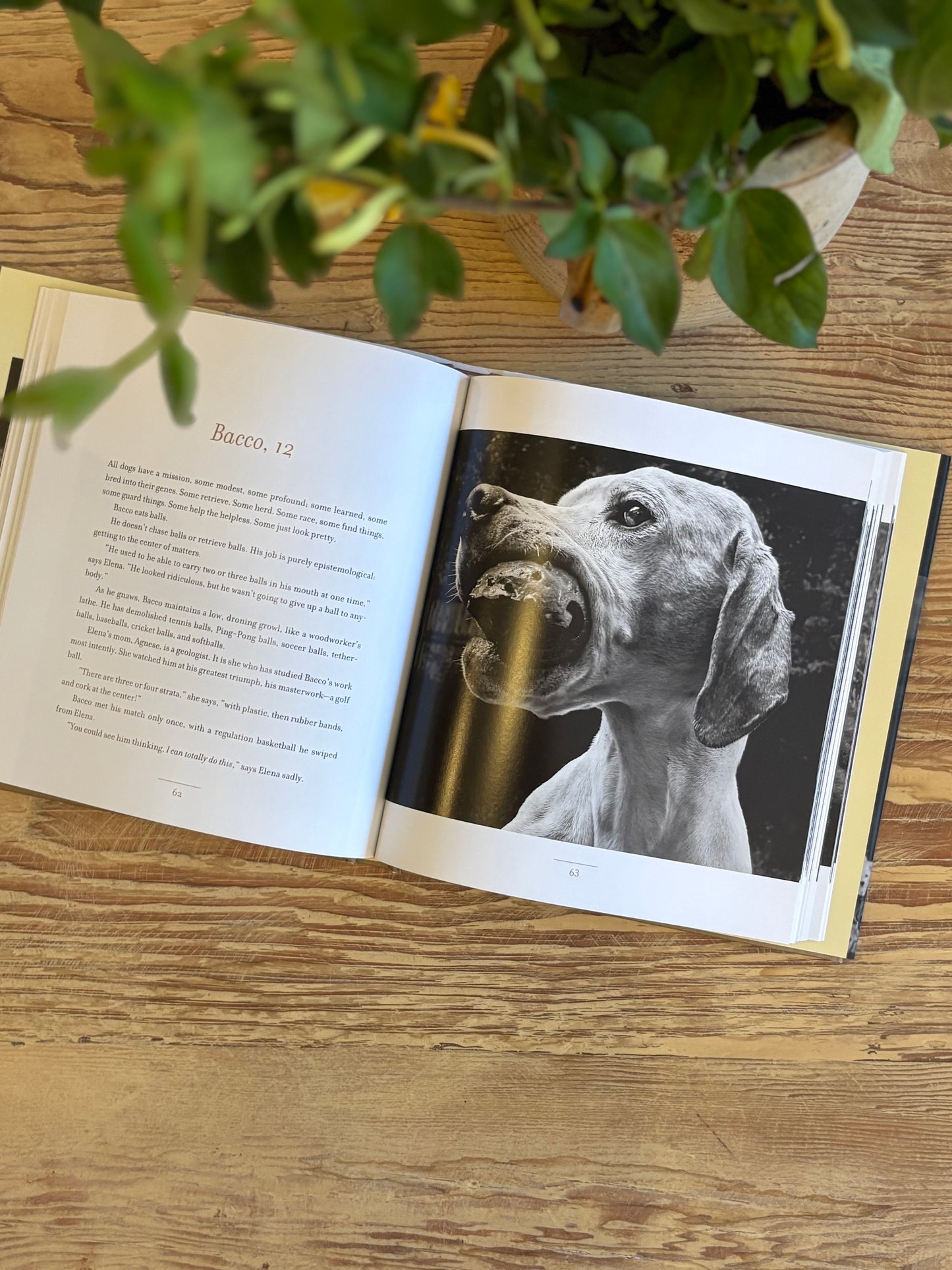 An open book laid flat on a wooden surface, showing printed text on the left page and a black-and-white portrait of a dog on the right page. A green potted plant hangs over the top of the frame.