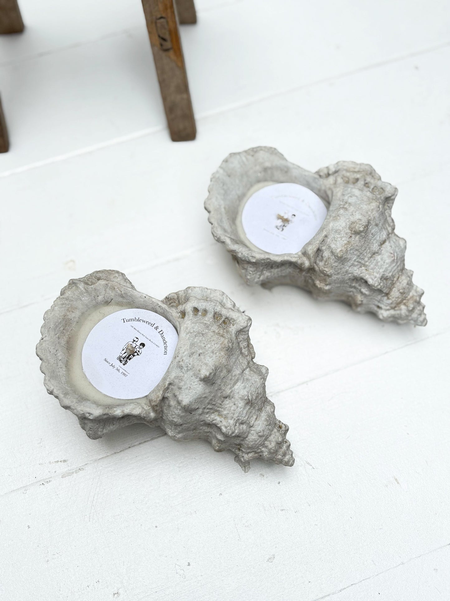 Concrete Shell Candle