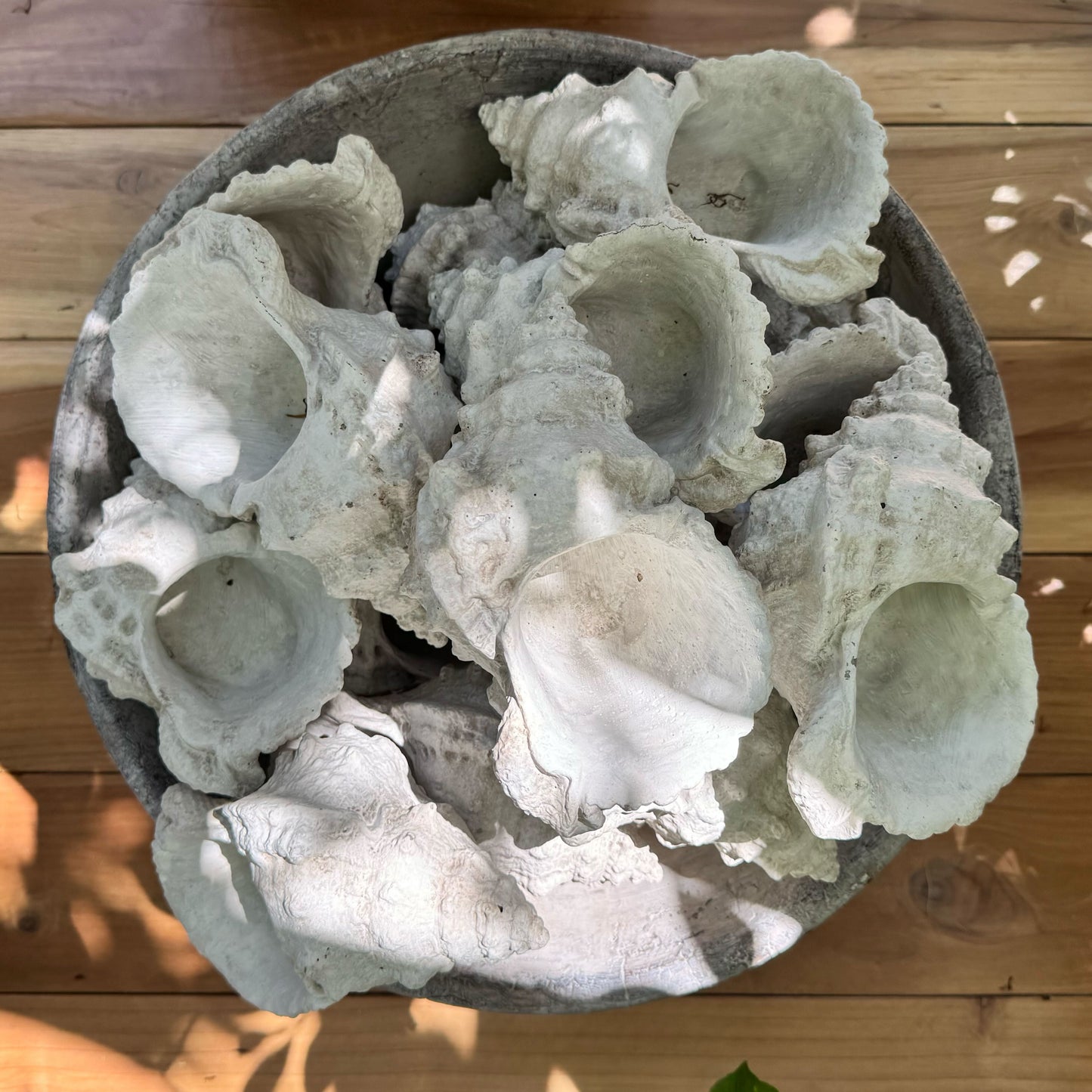 Concrete Conch Shell