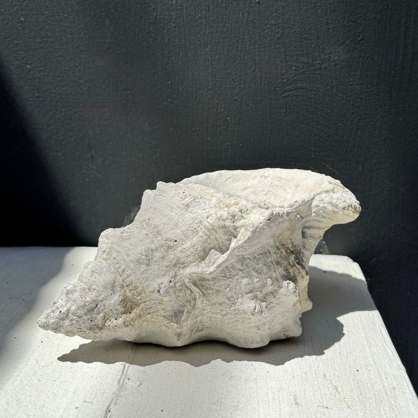 Concrete Conch Shell