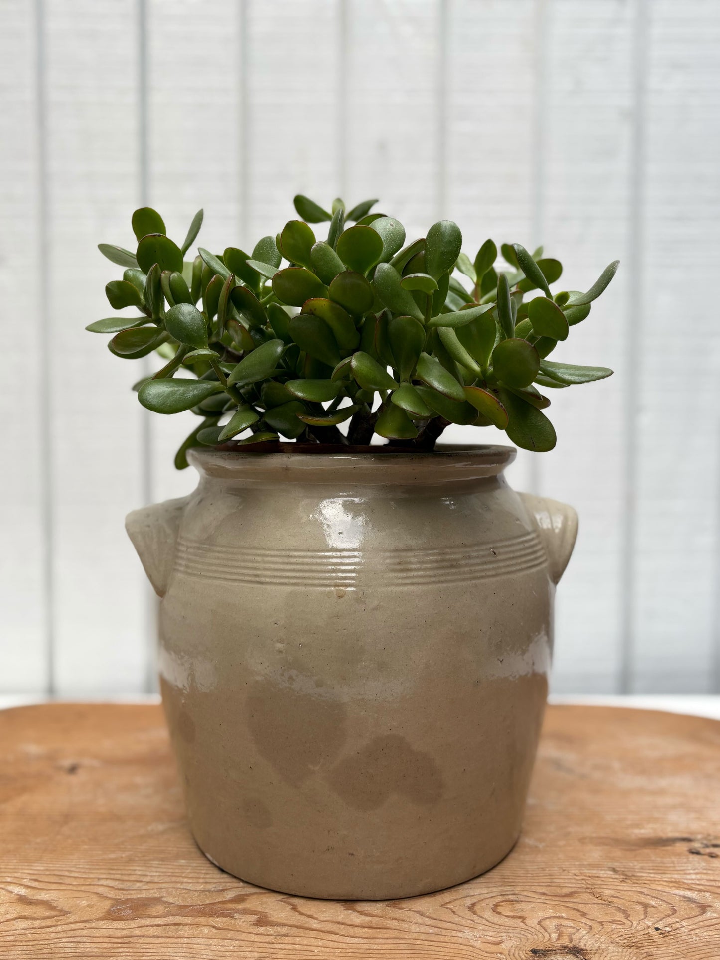 Amelie French Confit Pot