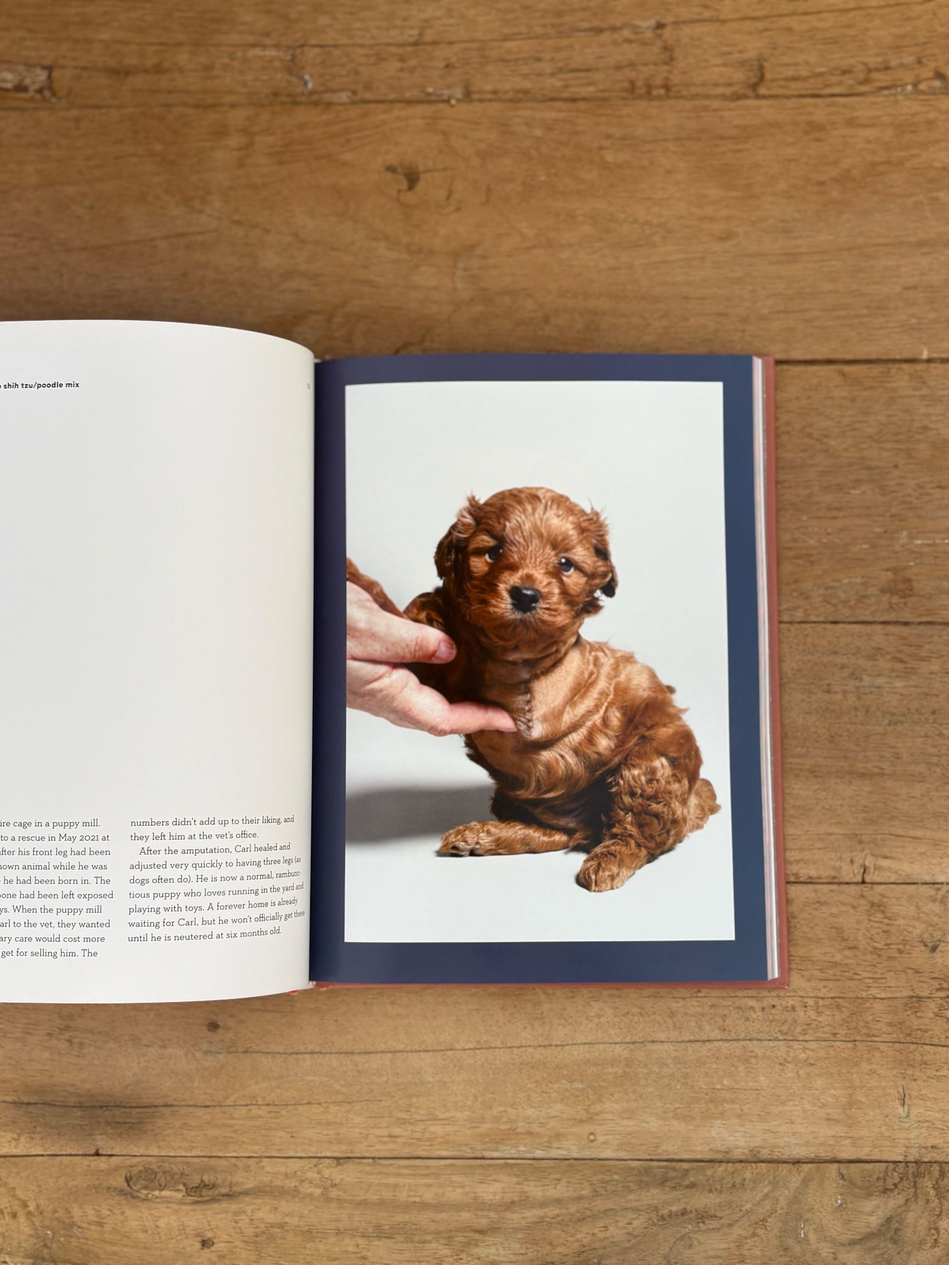 Open book on a wooden surface with a photograph of a dog and a hand on the page.