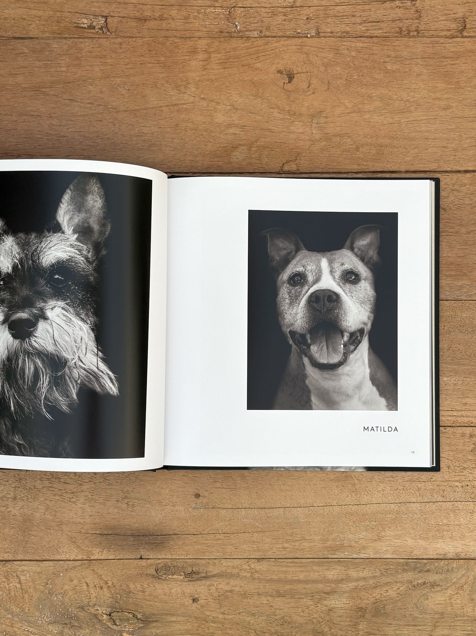 Open book on a wooden surface with black and white photos of dogs.