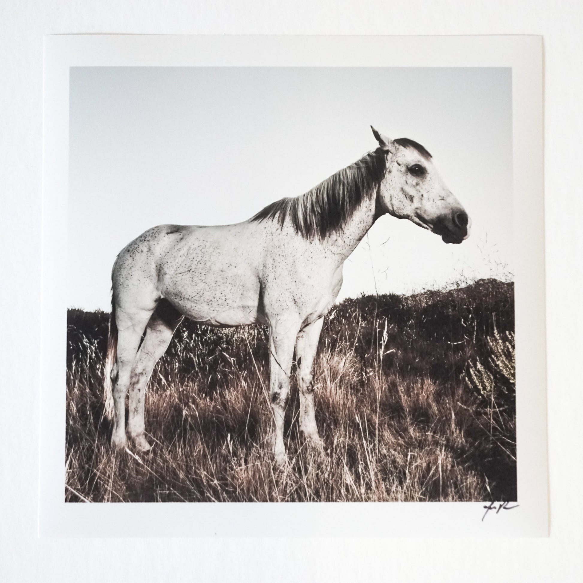 white horse standing in tall grass