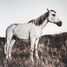 Load image into Gallery viewer, white horse standing in tall grass