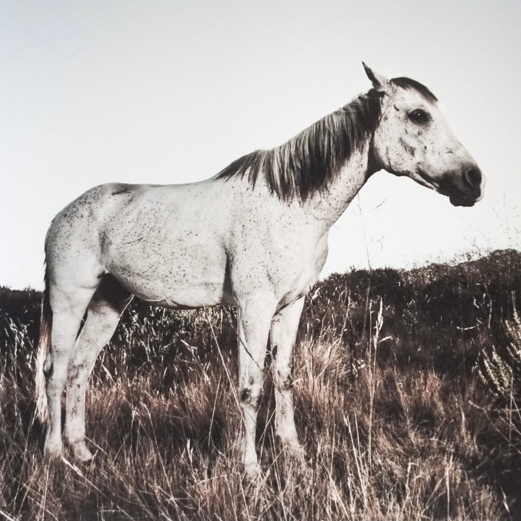 white horse standing in tall grass