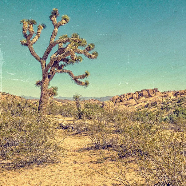 desert scene photograph with large cactus tree, color aged to look vintage