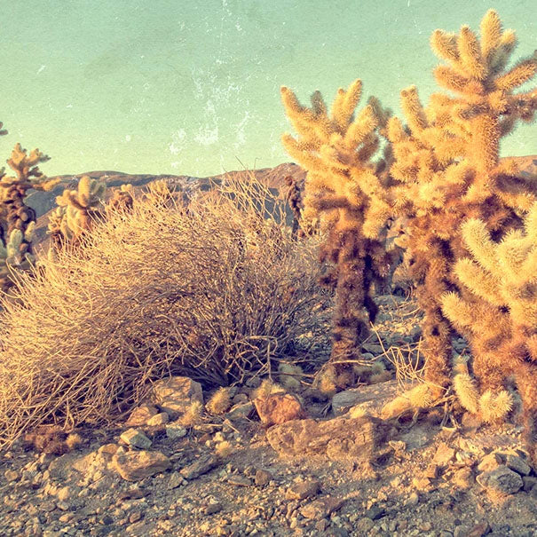 photo of desert plants color aged to look vintage