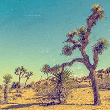 Load image into Gallery viewer, desert trees with amber colored sand and blue green sky photograph