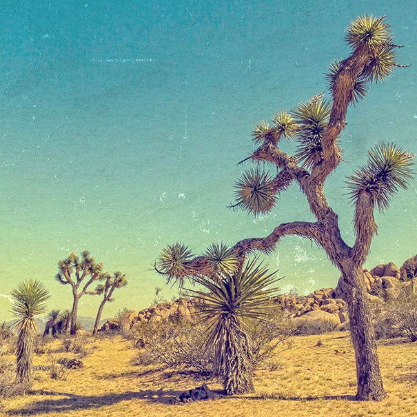 desert trees with amber colored sand and blue green sky photograph